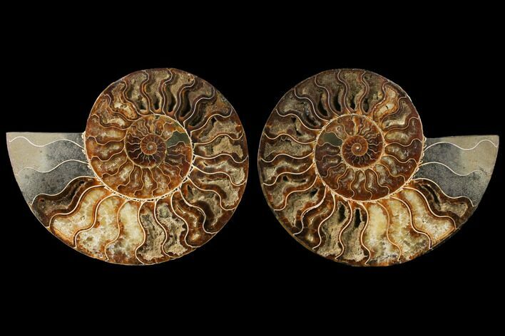 Agatized Ammonite Fossil - Madagascar #122411